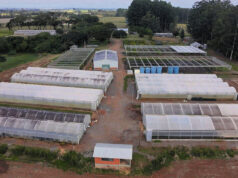 Afubra | Viveiro amplia produção e diversidade de mudas