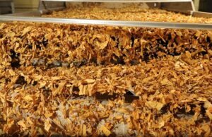 Tarifaço dos EUA | Setor do tabaco pede exceção tarifária