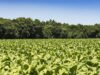Economia | Produtores de tabaco mantêm 156 mil hectares de florestas no Sul