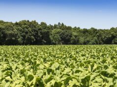 Economia | Produtores de tabaco mantêm 156 mil hectares de florestas no Sul