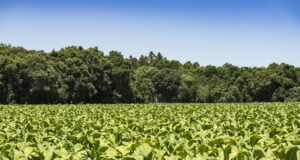 Economia | Produtores de tabaco mantêm 156 mil hectares de florestas no Sul