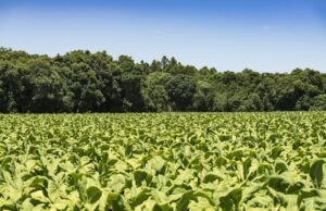 Economia | Produtores de tabaco mantêm 156 mil hectares de florestas no Sul