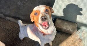 Pets | Feira de adoção faz parte da programação da Festa das Cucas