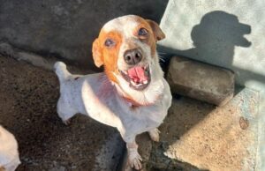 Pets | Feira de adoção faz parte da programação da Festa das Cucas