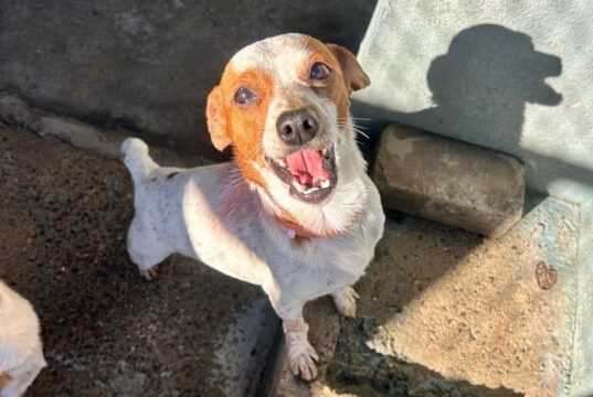 Pets | Feira de adoção faz parte da programação da Festa das Cucas