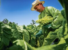 Safra de tabaco | Planejamento entra em campo contra custos