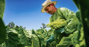 Safra de tabaco | Planejamento entra em campo contra custos