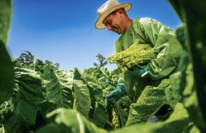 Safra de tabaco | Planejamento entra em campo contra custos