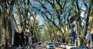 Arborização das calçadas | Prefeitura restringe novos plantios de tipuanas