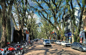Arborização das calçadas | Prefeitura restringe novos plantios de tipuanas