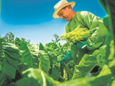 Dia do Produtor de Tabaco | Agricultura familiar tem papel central no cultivo