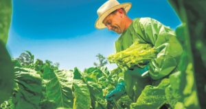 Dia do Produtor de Tabaco | Agricultura familiar tem papel central no cultivo