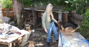 Polícia | Operação recolhe nove cães vítimas de maus-tratos em Santa Cruz do Sul